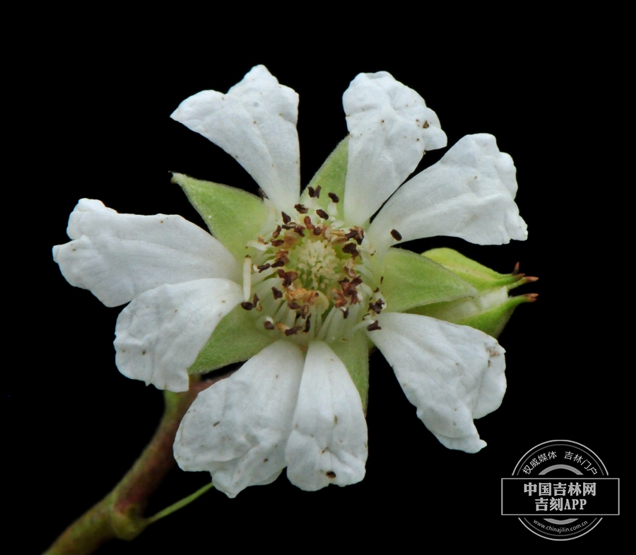 牛叠肚花（八瓣）.jpg