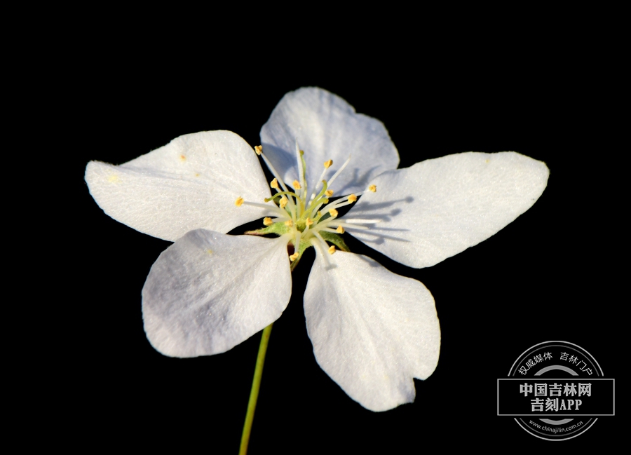 山荆子花.JPG