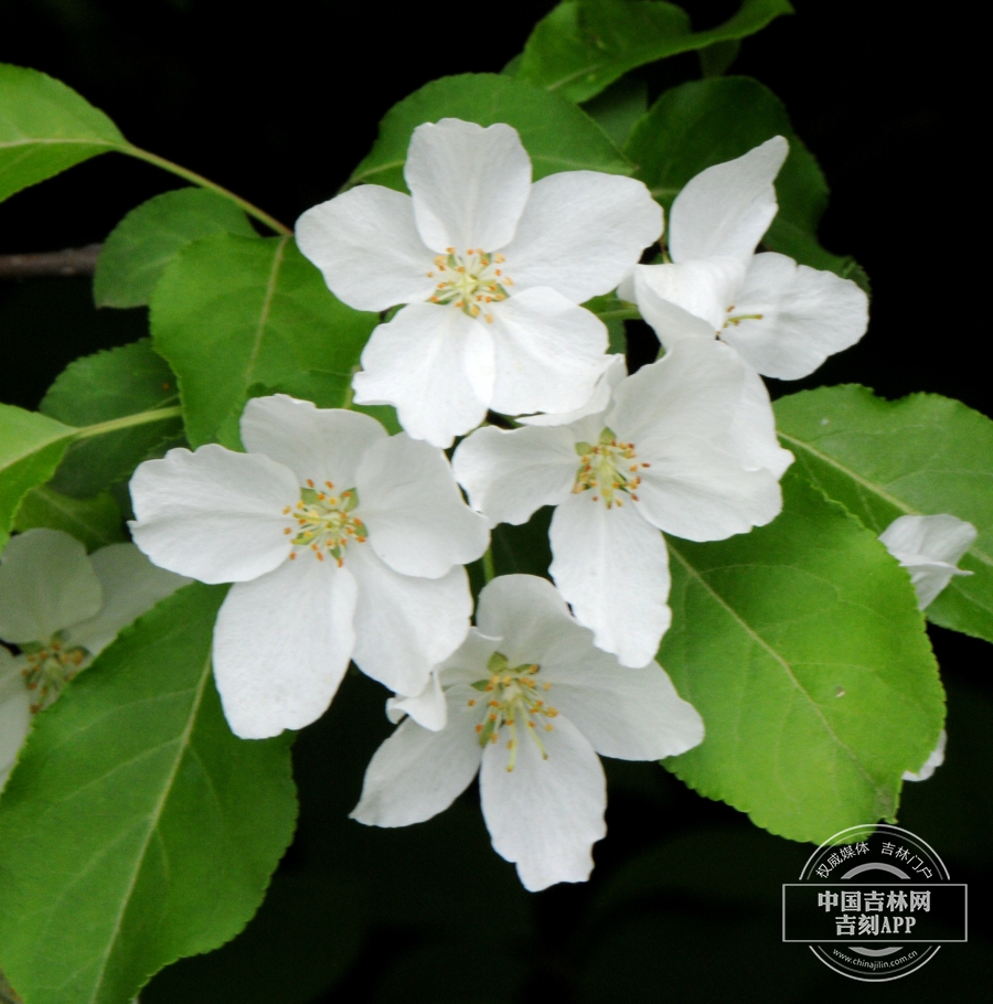 山荆子花序.jpg