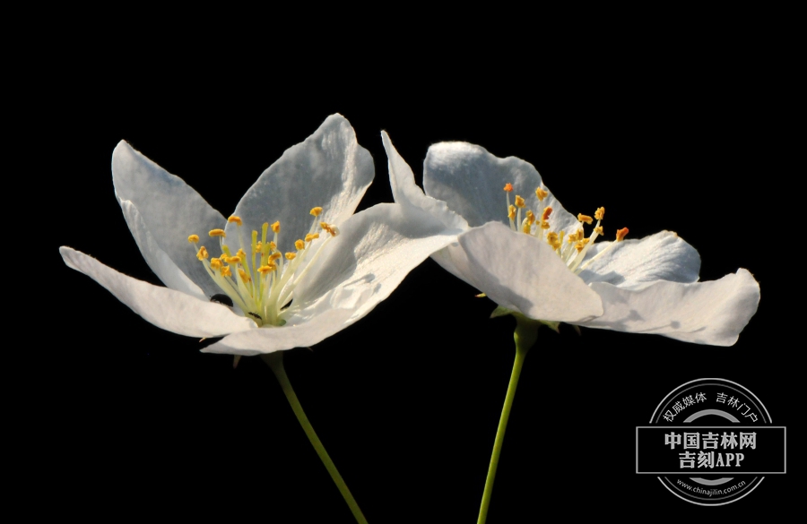山荆子花（侧）.jpg