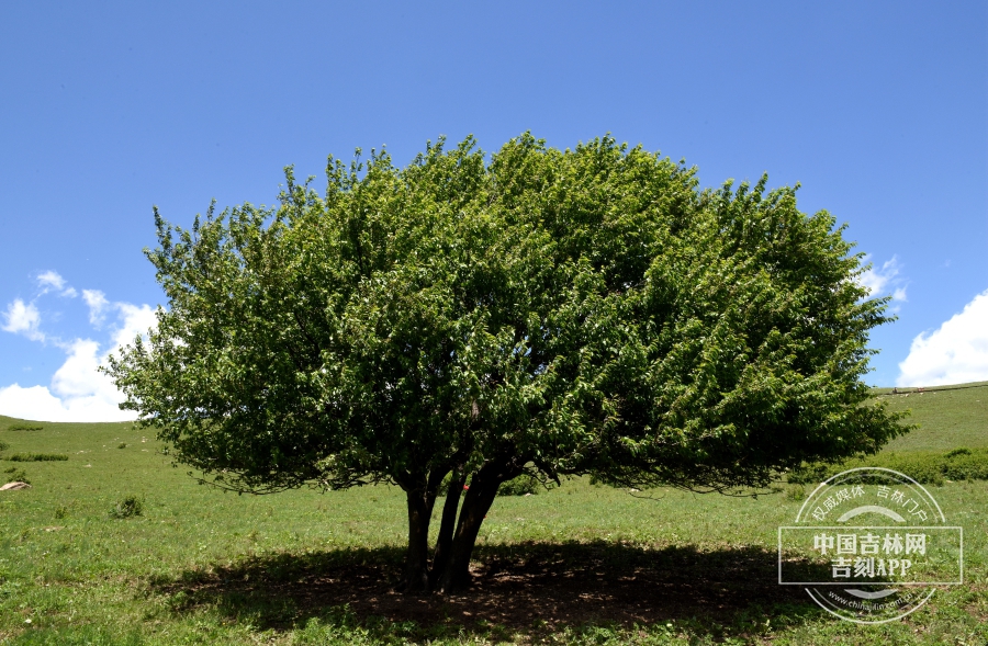 山荆子植株（夏季）.JPG