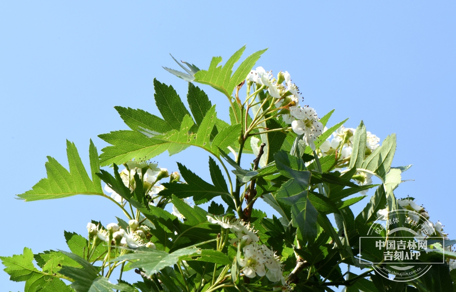 山楂枝条（花期）.jpg