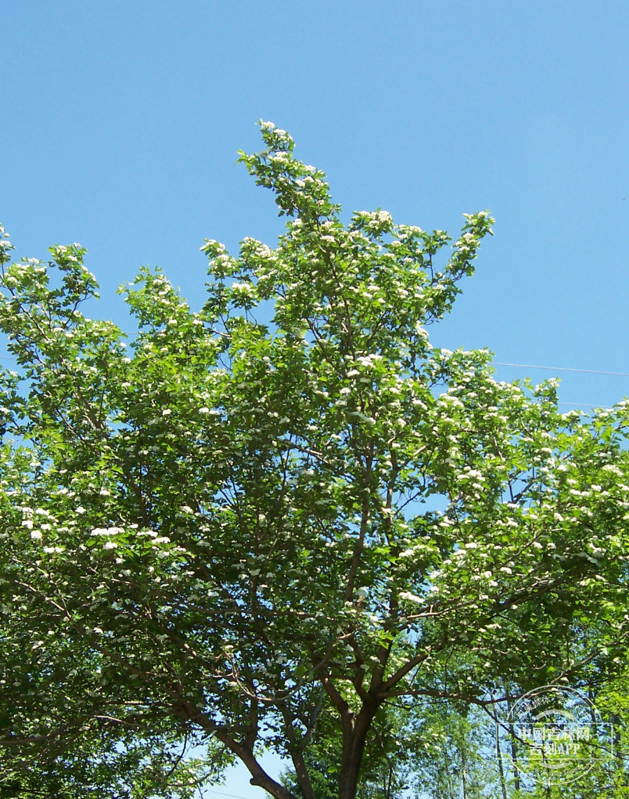 山楂植株（花期）.jpg