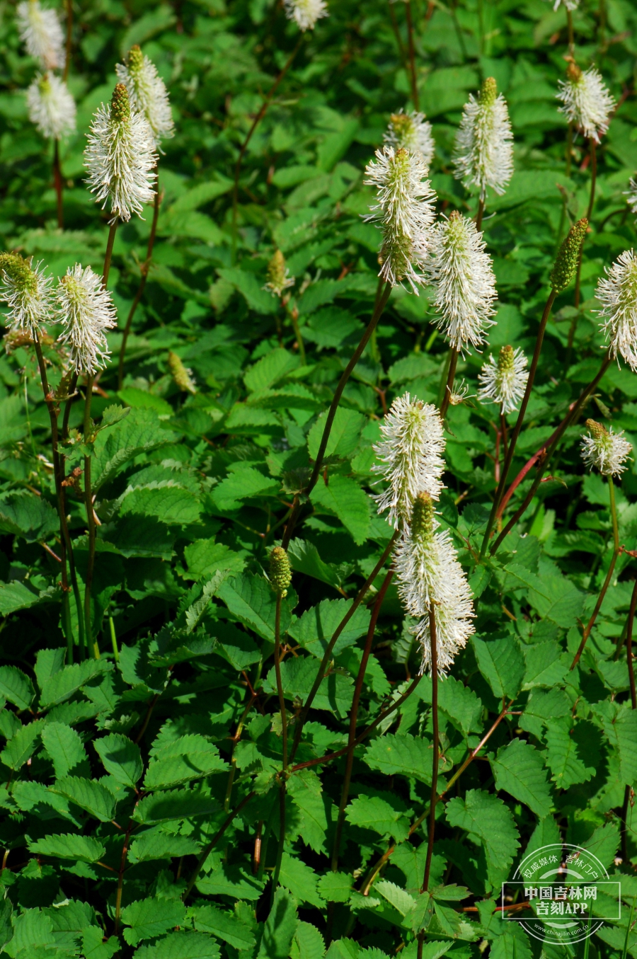 大白花地榆植株.jpg