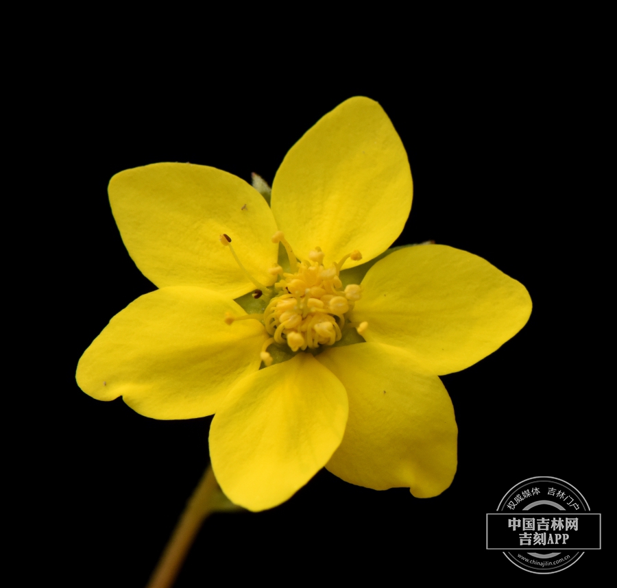 林石草花(6瓣).jpg 林石草花(6瓣).jpg