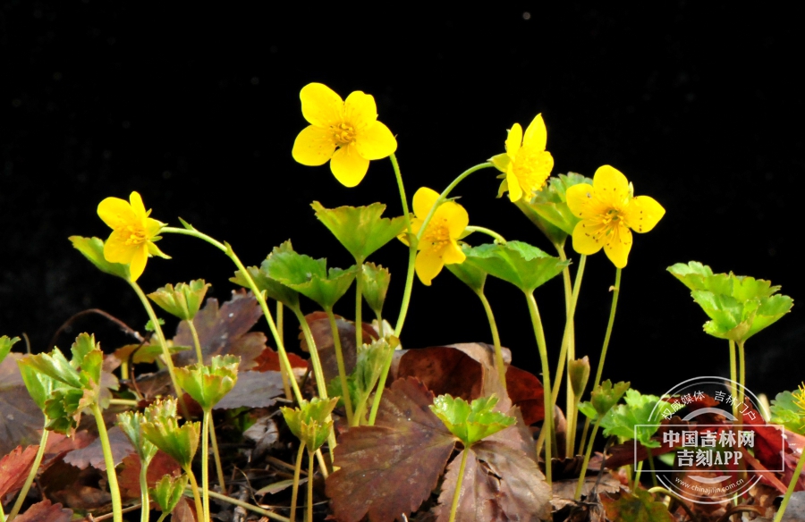 林石草植株(林缘型).jpg 林石草植株(林缘型).jpg