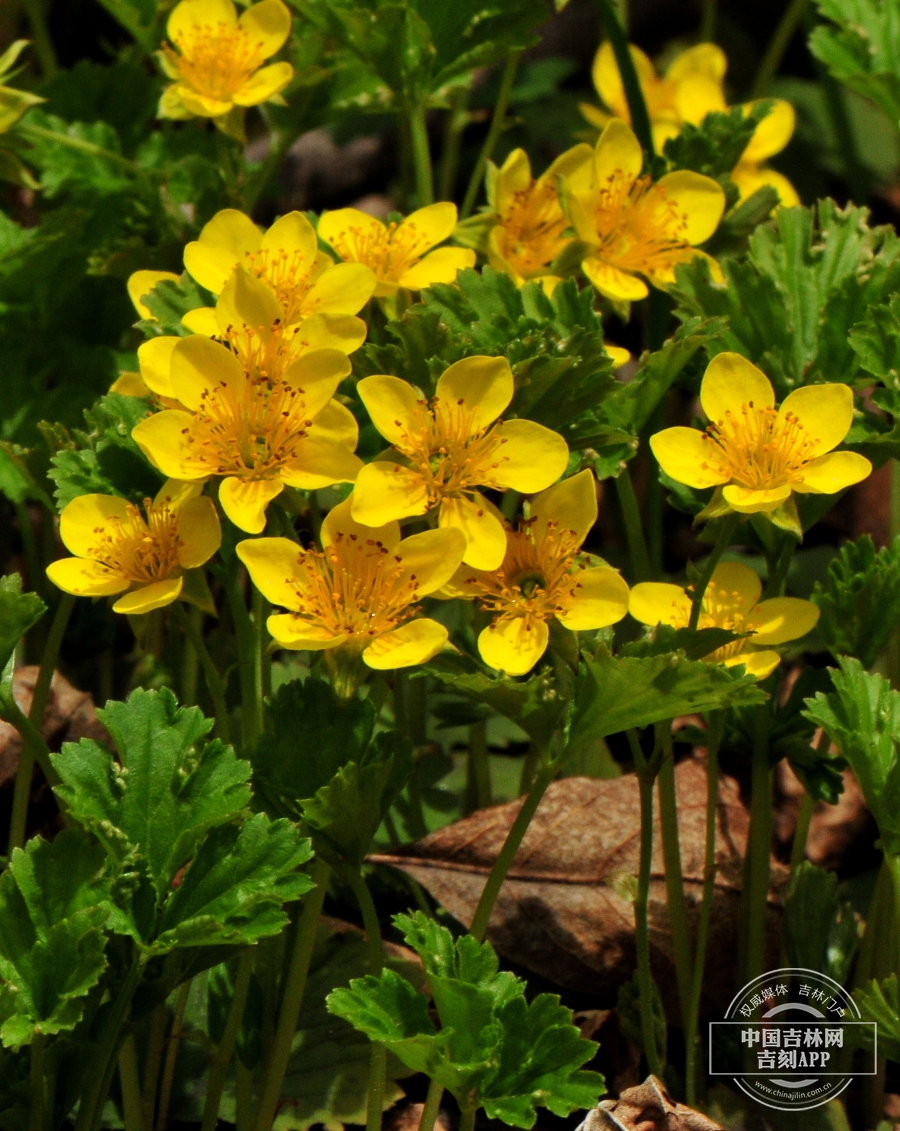 林石草植株(林下型).jpg 林石草植株(林下型).jpg