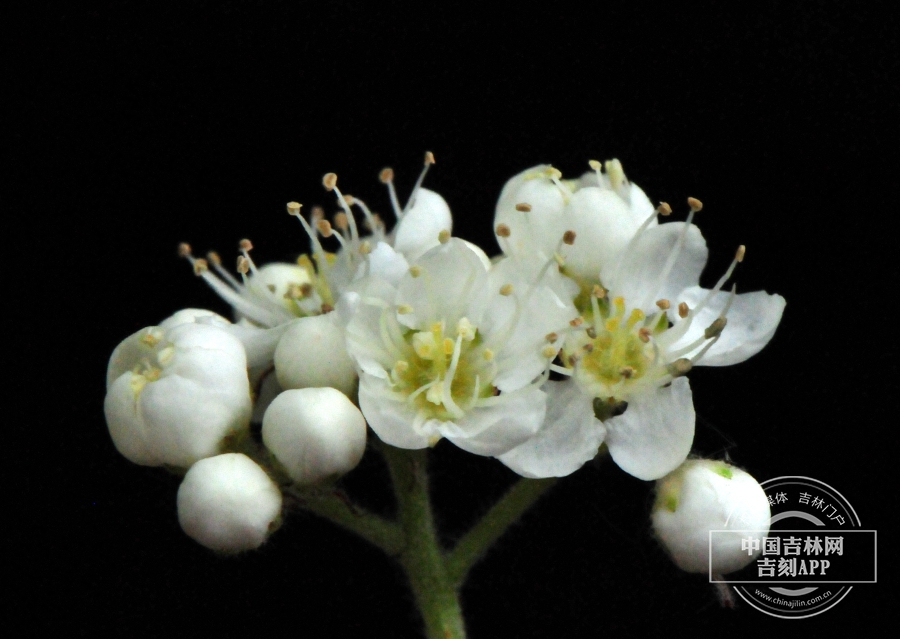 花楸树花（纯白色）.jpg
