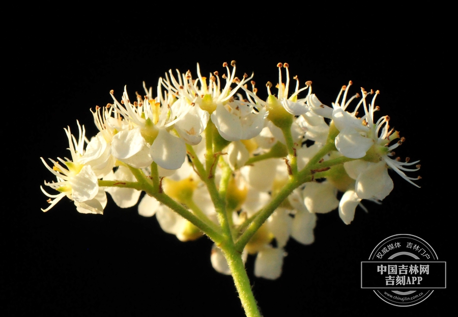 花楸树花（侧）.jpg