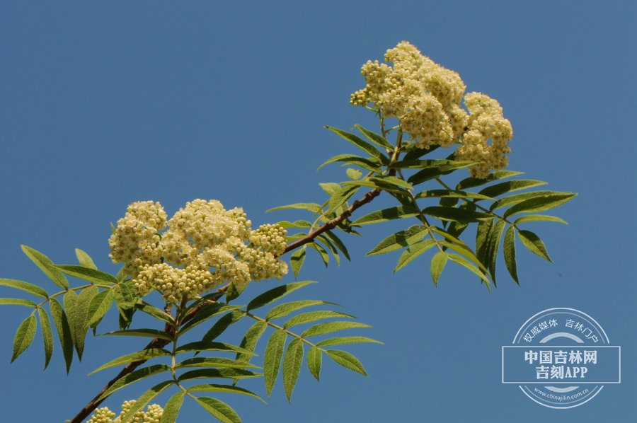 花楸树枝条（夏季）.jpg