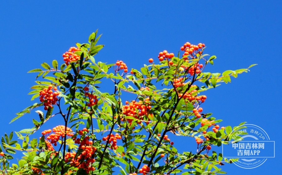 花楸树枝条（秋季）.jpg