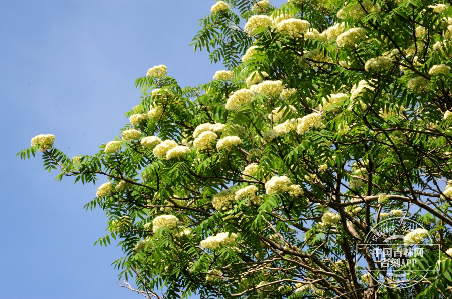 花楸树植株（夏季）.jpg