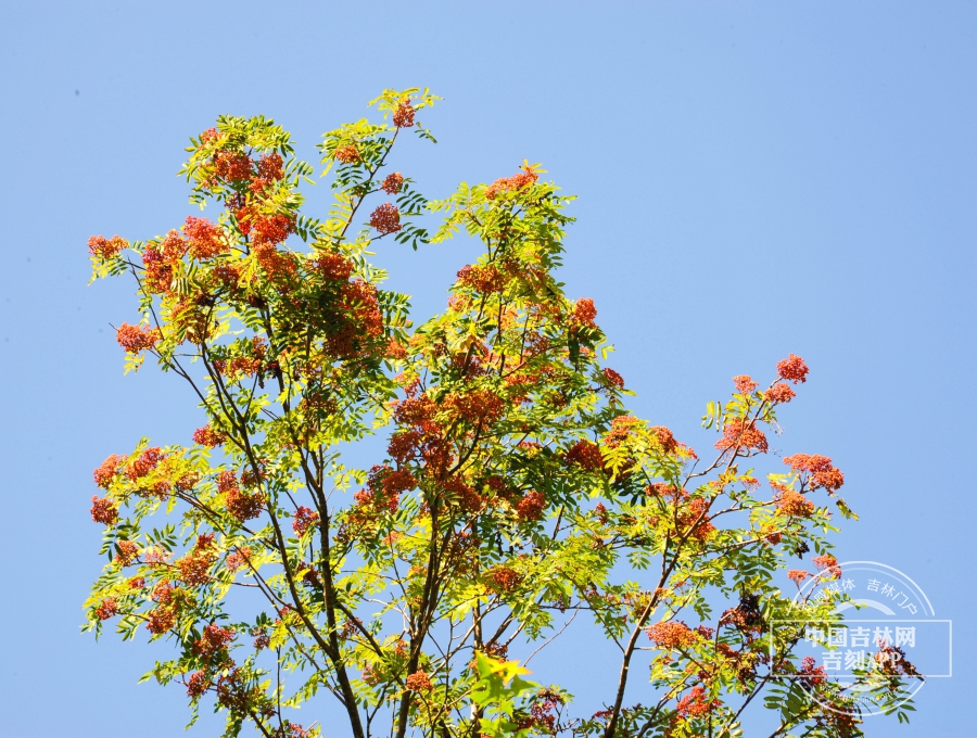 花楸树植株（秋季）.jpg