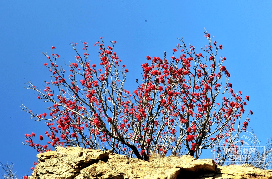 花楸树植株（冬季）.jpg