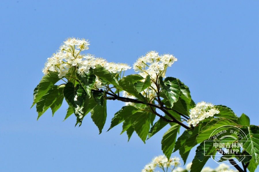 水榆花楸枝条（夏季）