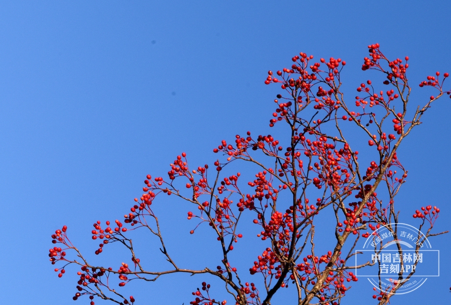 水榆花楸枝条（冬季）