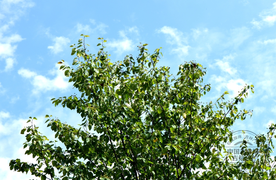 水榆花楸植株（夏季）