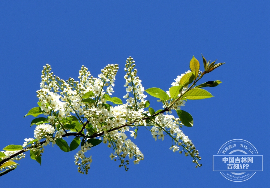 稠李枝条（花期）.jpg