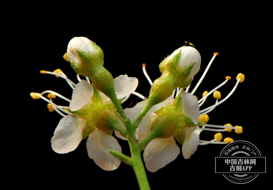 斑叶稠李花（背）.jpg