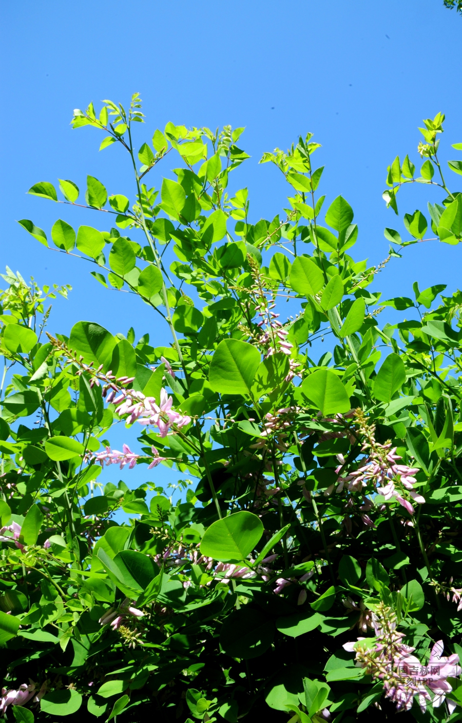 花木蓝植株（侧）.jpg