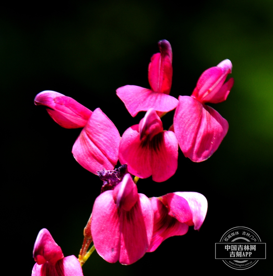 胡枝子花