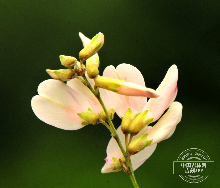 胡枝子花（浅粉色）