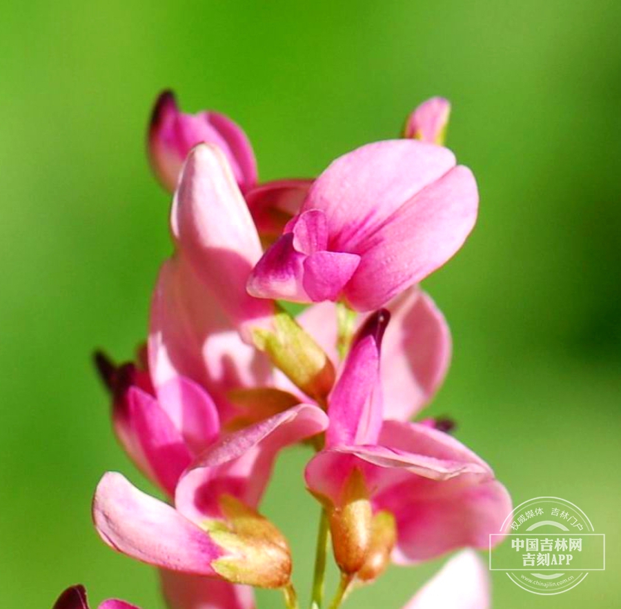 胡枝子花（粉色）