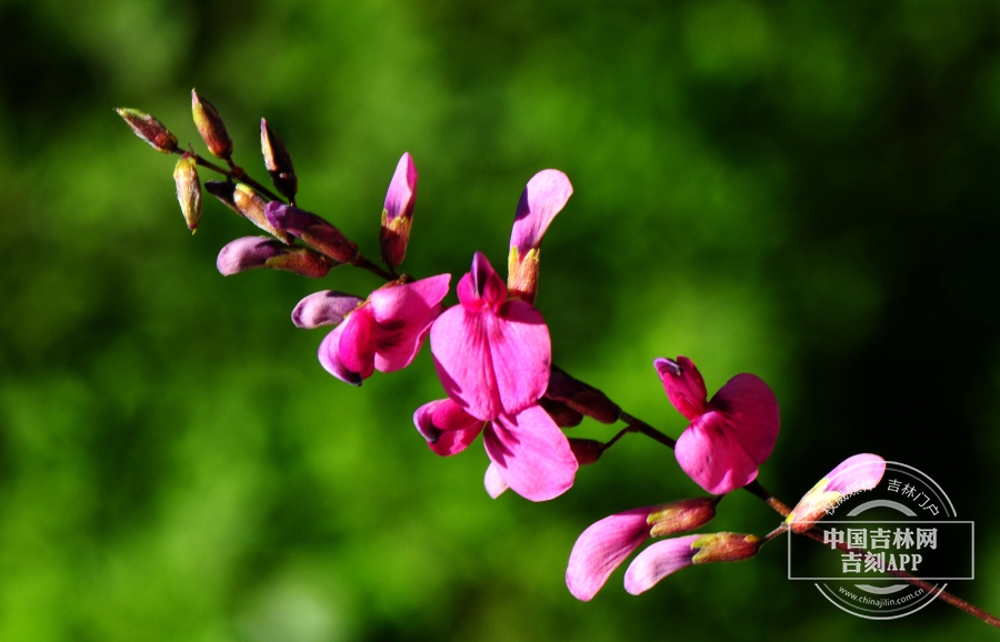 胡枝子花序