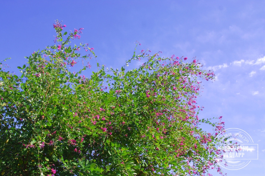 胡枝子植株