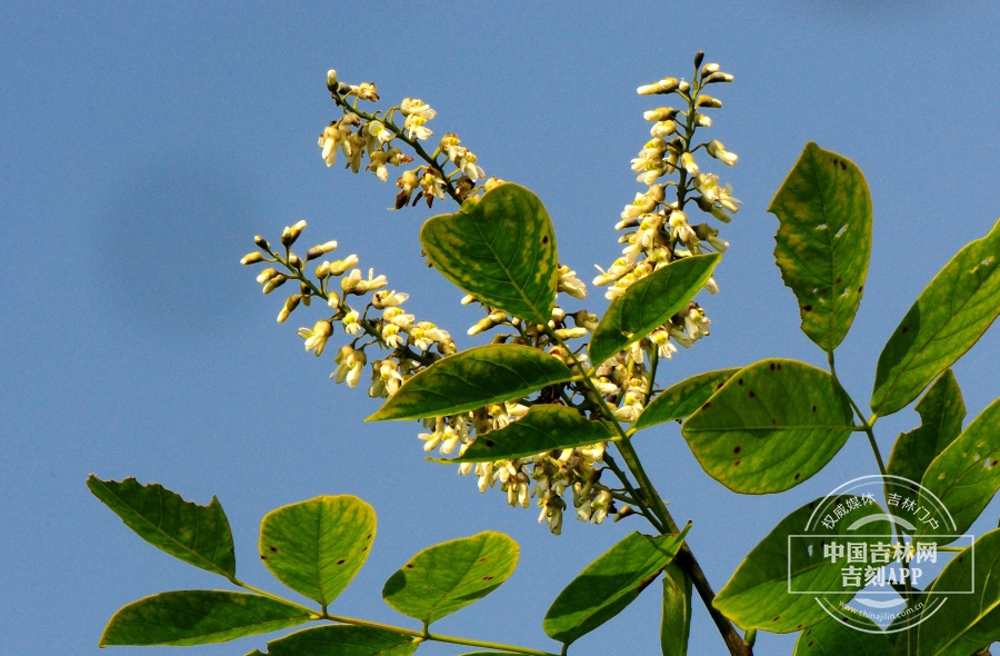 朝鲜槐枝条（花期）.jpg