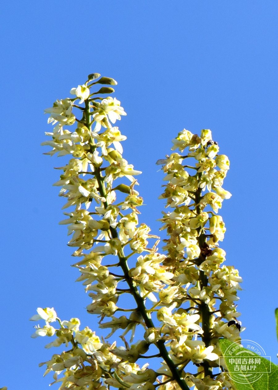 朝鲜槐花序.JPG