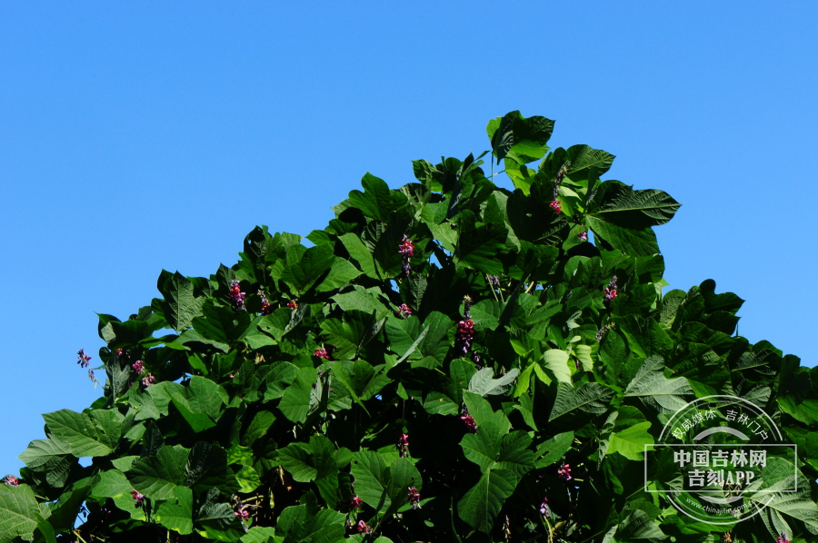 葛植株（花期）.jpg