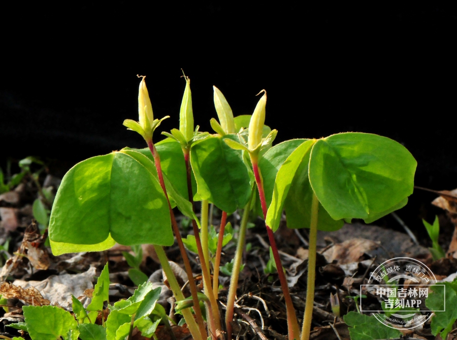 三角酢浆草植株（果期）.jpg