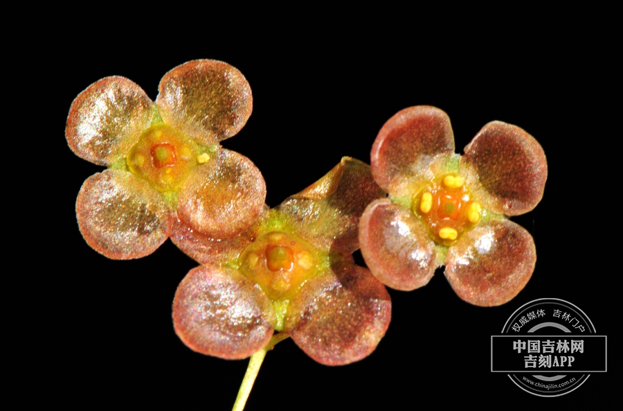 瘤枝卫矛花（褐色）.jpg