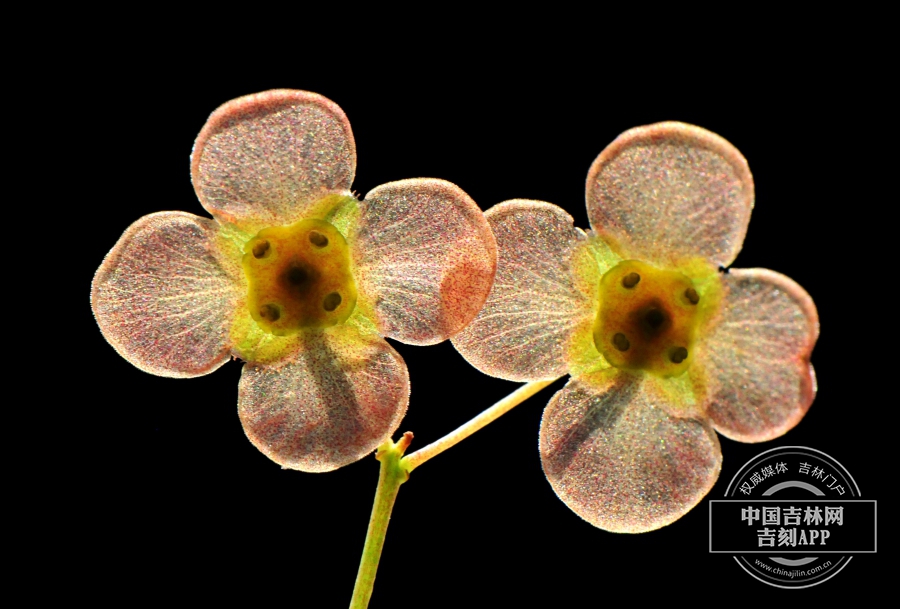 瘤枝卫矛花（背）.jpg