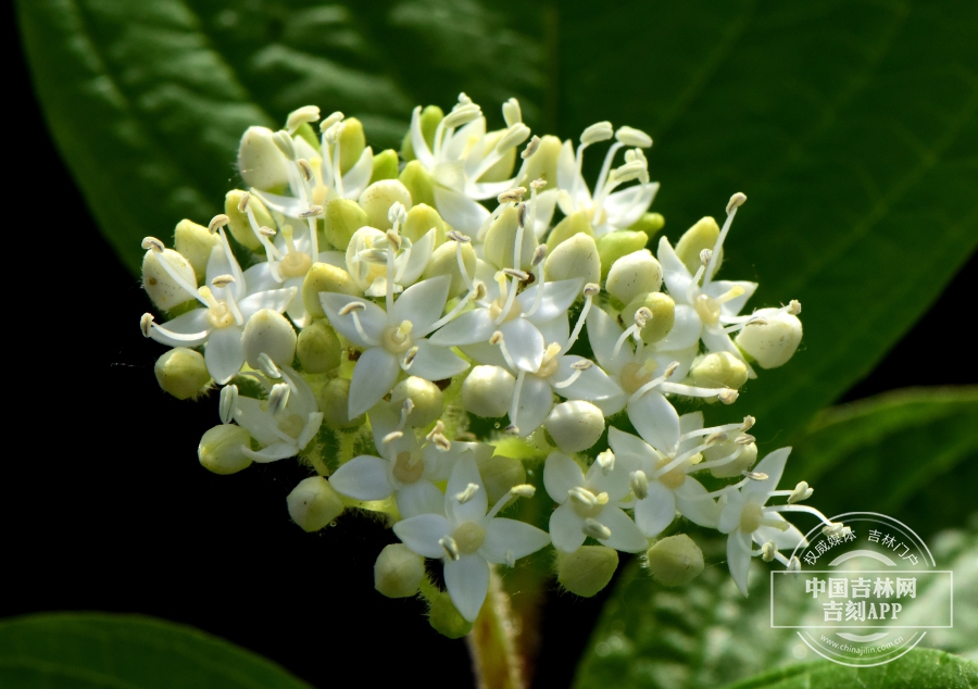 红瑞木花序（纯白色）.jpg