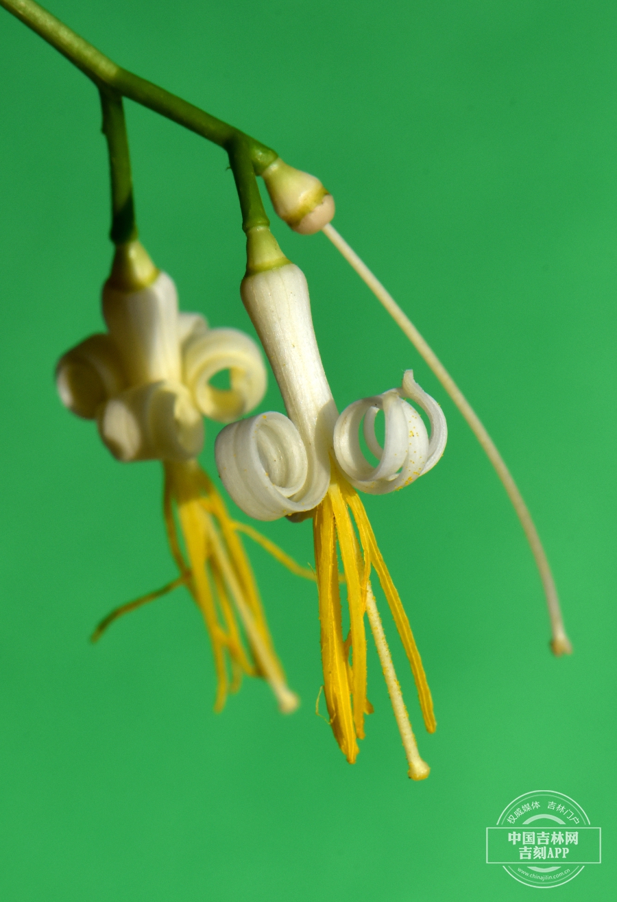 瓜木花（双花，侧）.JPG