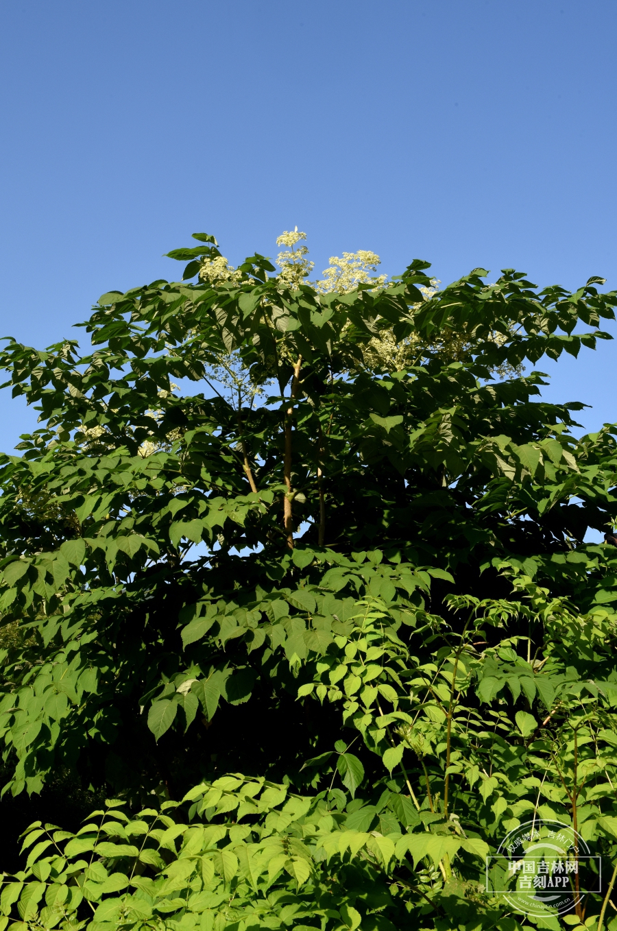 辽东楤木植株（花期）.JPG