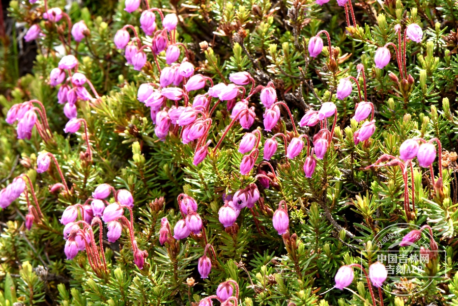 松毛翠植株（花期，后期，淡粉色）.jpg