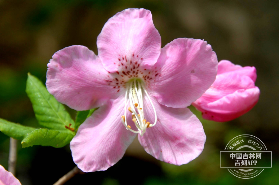 大字杜鹃花（花粉色）.JPG