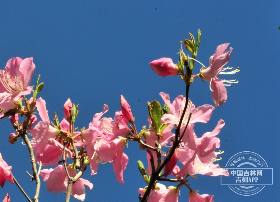 大字杜鹃枝条（花粉色）.jpg