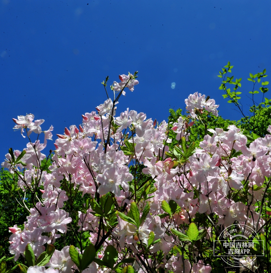 大字杜鹃植株 （花淡粉色）.jpg