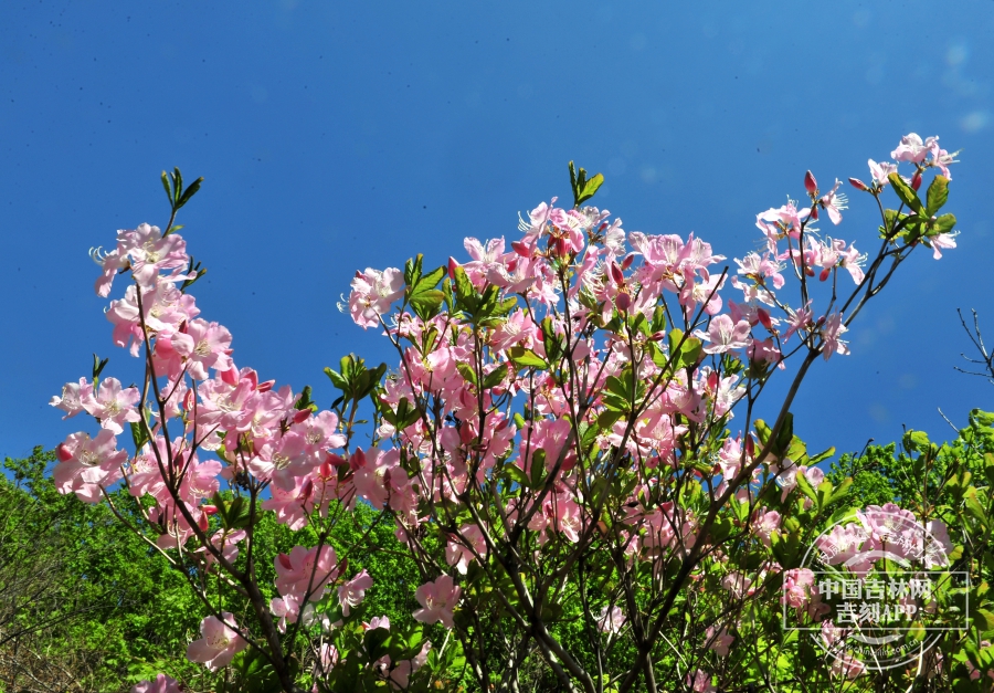 大字杜鹃植株（花粉色）.jpg