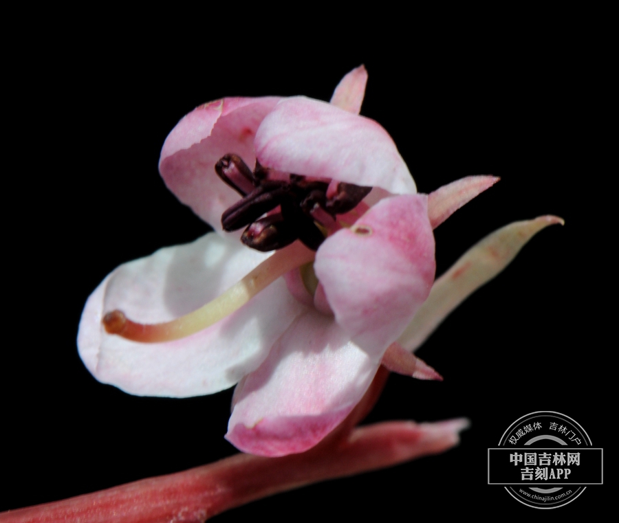 红花鹿蹄草花（淡粉色）.jpg