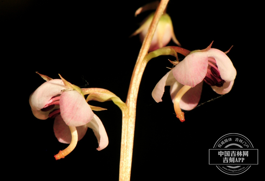 红花鹿蹄草花（侧）.jpg