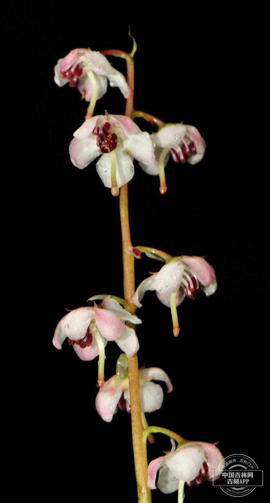 红花鹿蹄草花序（浅粉色）.jpg