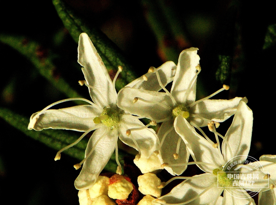 杜香花.jpg