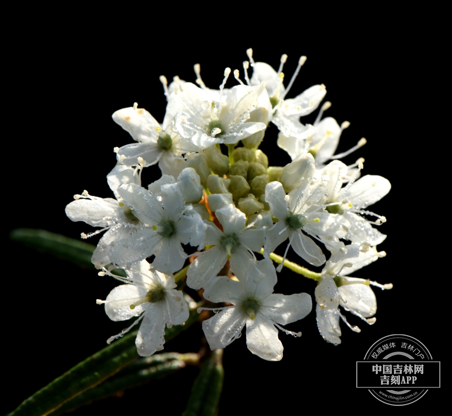 杜香花序（花纯白色）.jpg