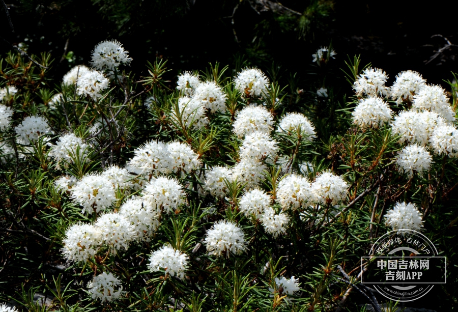 杜香植株（花纯白色）.jpg