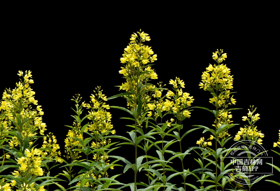 黄连花植株（河岸型).JPG